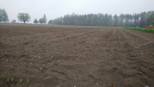 Kukurydza i śnieg 🌨 