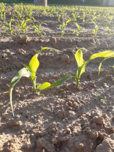 Kukurydza SY Talisman - stan na 28.05