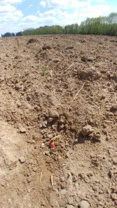 Kukurydza zasiana 24.04. po 20-30 letniej łące