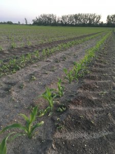 KWS Keltikus siew 20.04