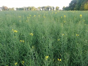 LG Architect 23-05-2020