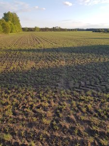 Łubin wąskolistny Oskar