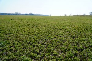 Lucerna Yellow Jacket - wiosenny start marzec 2020