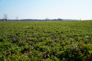 Lucerna Yellow Jacket - wiosenny start marzec 2020