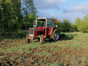 Massey Ferguson 560 i talerzówka Bomet