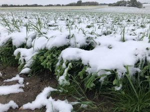 Mieszanka motylkowych z trawami