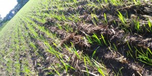 Mieszanka pomorska i gorzowska