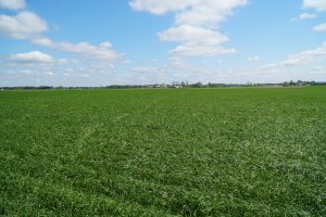 Mieszanka poplonowa BG-13 POPLON