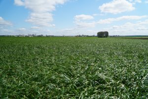 Mieszanka poplonowa BG-13 POPLON