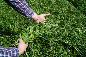 Mieszanka poplonowa BG-13 POPLON