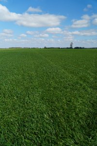 Mieszanka poplonowa BG-13 POPLON