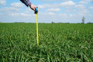 Mieszanka poplonowa BG-13 POPLON