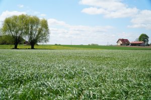 Mieszanka poplonowa BG-13 POPLON