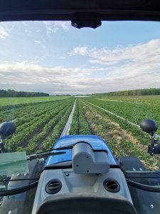 Nawodnienie rozłożone to Można ściółkować 😁