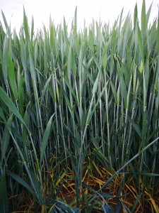 Patras i Kilimanjaro po kukurydzy  26.05.2020