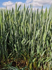 Patras po pszenicy  26.05.2020