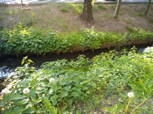 POKRZYWA i Dmuchawce 🍀🌿🍀