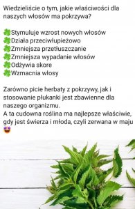 Pokrzywa