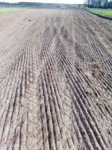 Pole kukurydzy po wałach