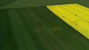 Poletko testowe pszenicy