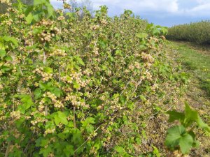 porzeczka czarna Ores
