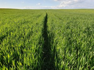 Pszenica, stan na 22.05
Była słaba, ale dostała od grzyba, odżywki, nawozy i przede wszystkim wodę i teraz nie ma biedy.