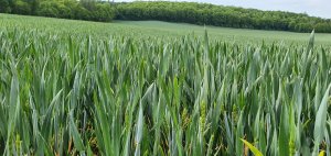 Pszenica avenue  04.05.2020