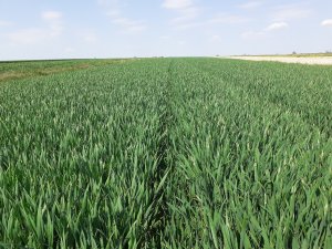 Pszenica Euforia 10.05.2020