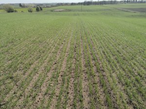 Pszenica jara Arabella