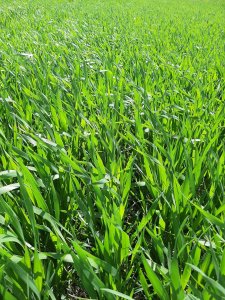 Pszenica jara Frajda