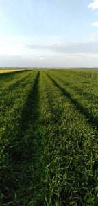 Pszenica jara Tybalt