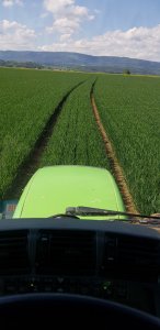 pszenica Kilimandżaro 