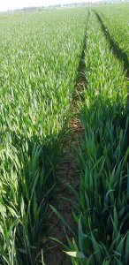 pszenica Kilimandżaro 