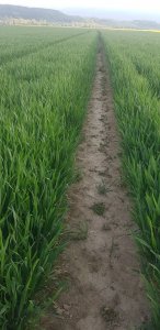 pszenica Kilimandżaro 