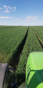 pszenica Kilimandżaro 