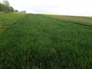 Pszenica Kilimanjaro