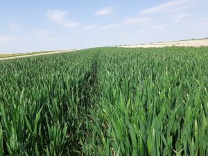 Pszenica KWS Emil. 10.05.2020