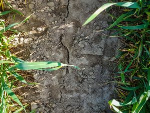 Pszenica ozima - 01.05.2020