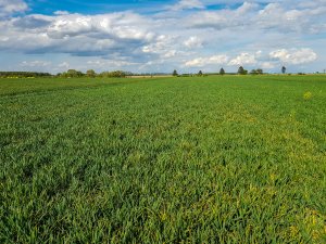 Pszenica ozima - 01.05.2020