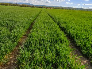 Pszenica ozima - 01.05.2020