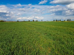 Pszenica ozima - 01.05.2020