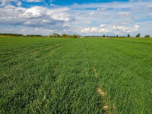 Pszenica ozima - 01.05.2020
