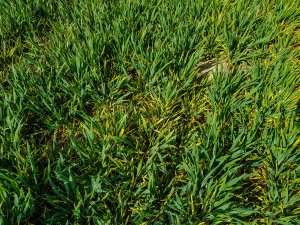 Pszenica ozima - 01.05.2020