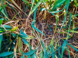 Pszenica ozima - 01.05.2020