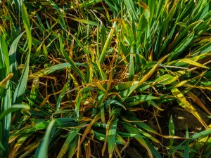 Pszenica ozima - 01.05.2020