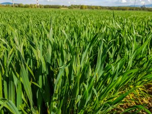 Pszenica ozima - 01.05.2020