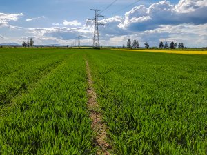 Pszenica ozima - 01.05.2020