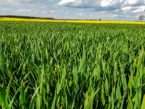 Pszenica ozima - 01.05.2020