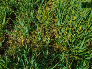 Pszenica ozima - 01.05.2020