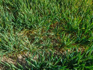 Pszenica ozima - 01.05.2020